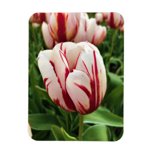 Imán Tulipán de generación feliz, Oregón