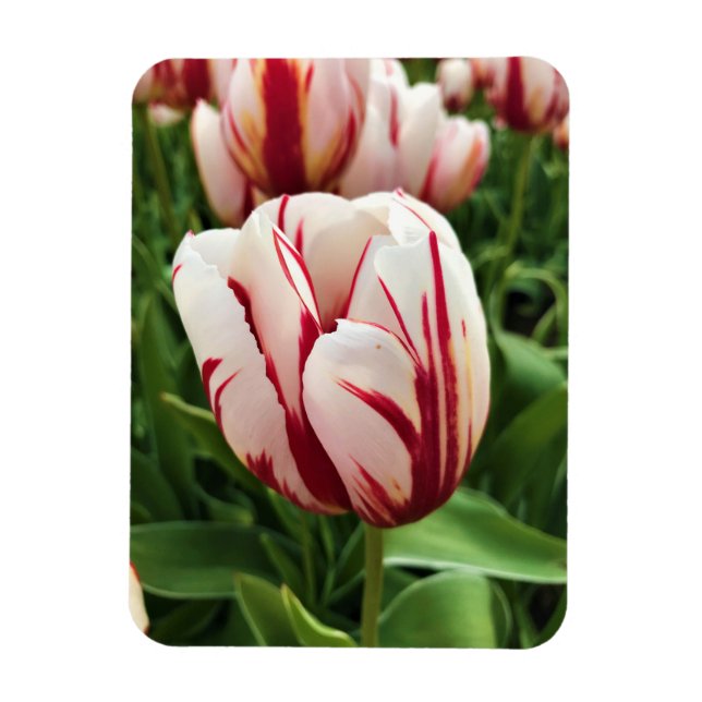 Imán Tulipán de generación feliz, Oregón (Vertical)
