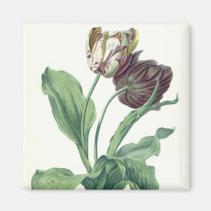 Imán Tulipán del jardín, de la "ópera Botanica",