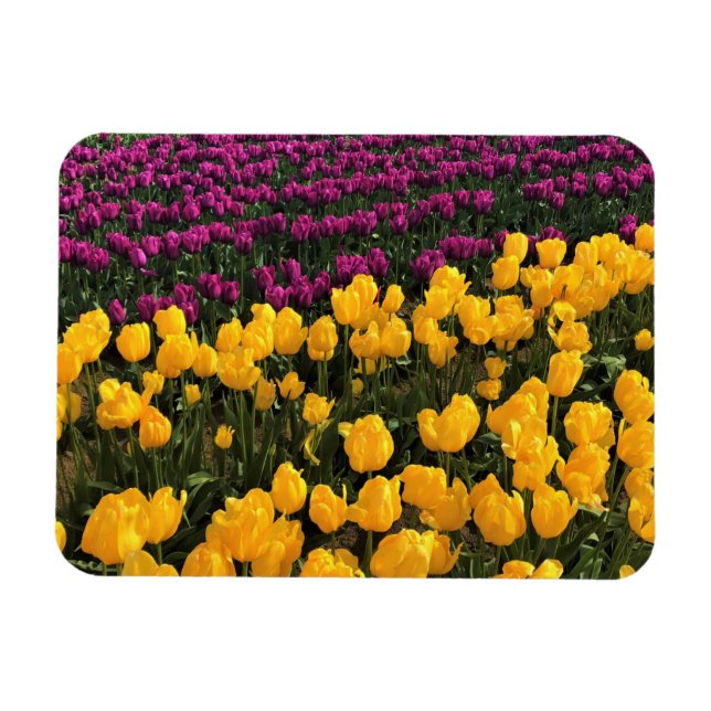 Imán Tulipán morado y amarillo, Oregón (Horizontal)