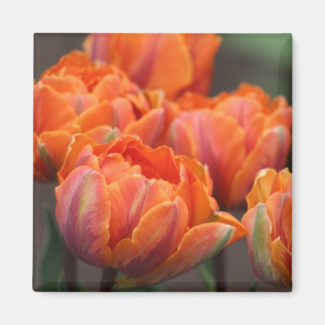 imán tulipán naranja (Frente)