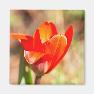Imán Tulipán Rojo
