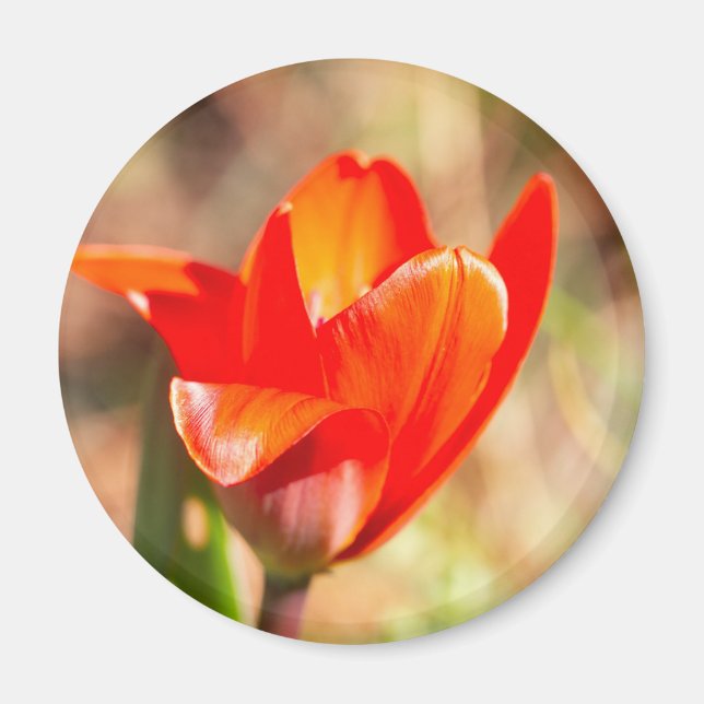 Imán Tulipán Rojo (Frente)