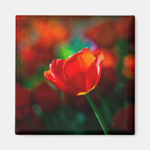Imán Tulipán rojo - misterio de la floración