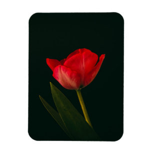 Imán Tulipán rojo único