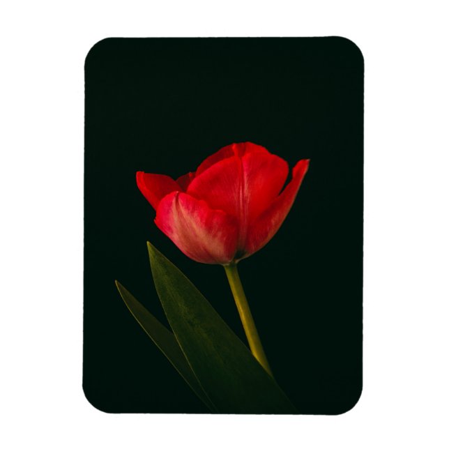 Imán Tulipán rojo único (Vertical)