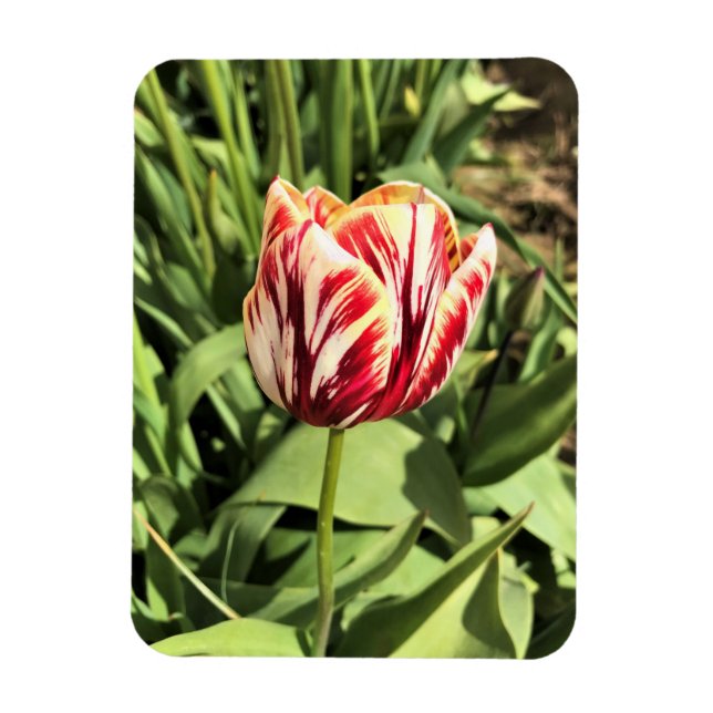 Imán Tulipán rojo y blanco (Vertical)