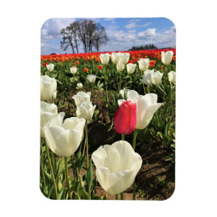Imán Tulipán rosa destacado, Oregon
