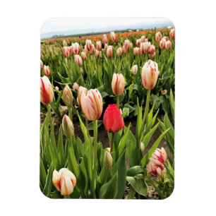 Imán Tulipán rosa resaltando