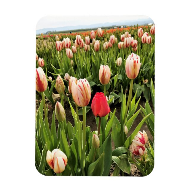 Imán Tulipán rosa resaltando (Vertical)