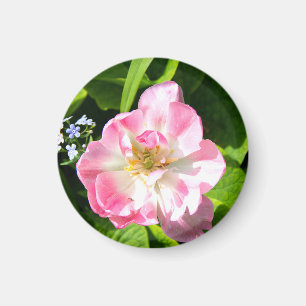 Imán Tulipán rosado