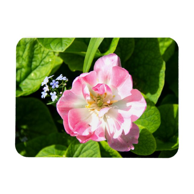 Imán Tulipán rosado (Horizontal)