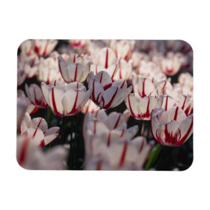 Imán Tulipanes