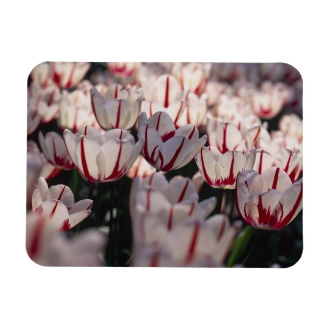 Imán Tulipanes (Horizontal)