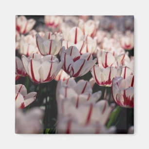 Imán Tulipanes