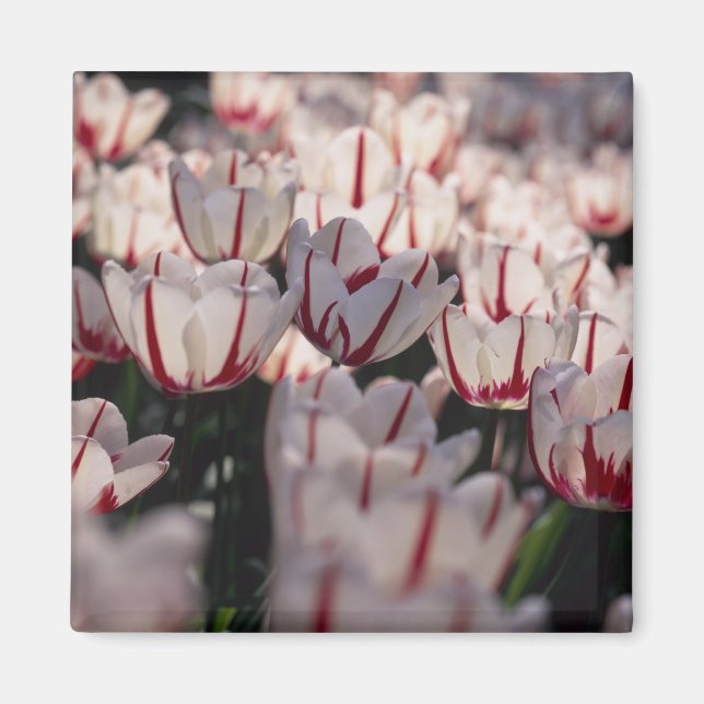Imán Tulipanes (Frente)