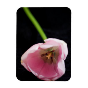 Imán Tulipanes 3272