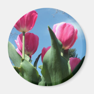 Imán Tulipanes alcistas