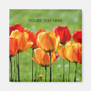 Imán Tulipanes amarillos y rojos