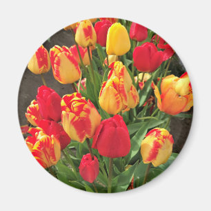 Imán Tulipanes amarillos y rojos