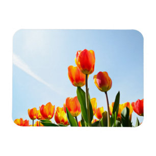 Imán Tulipanes anaranjados y rojos de debajo