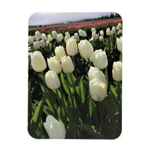 Imán Tulipanes blancos en un campo, Oregón