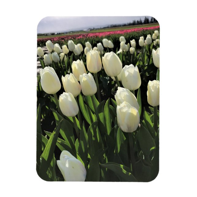 Imán Tulipanes blancos en un campo, Oregón (Vertical)