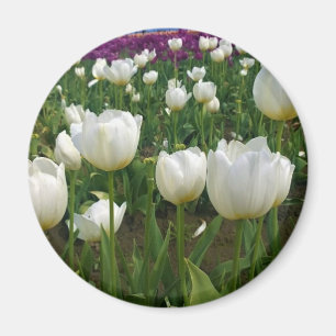 Imán Tulipanes blancos en un campo, Oregón