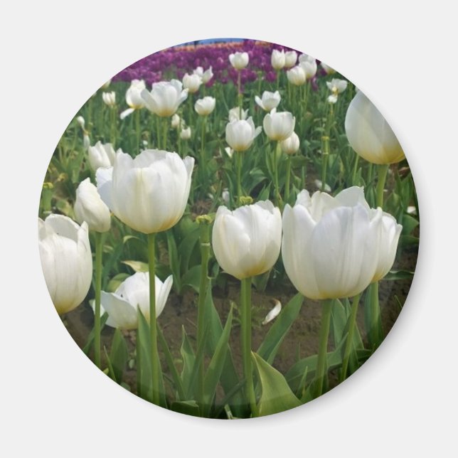 Imán Tulipanes blancos en un campo, Oregón (Frente)