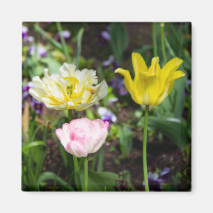 Imán Tulipanes blancos, rosas y amarillos en el jardín