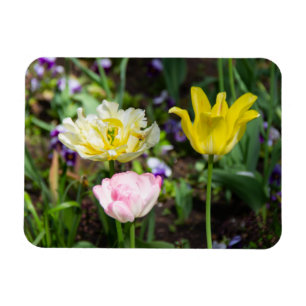 Imán Tulipanes blancos, rosas y amarillos en el jardín