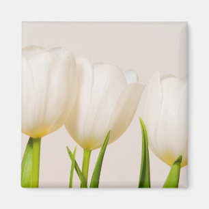 Imán Tulipanes blancos sobre un fondo blanco,