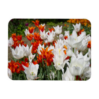 Imán Tulipanes blancos y jengibre en el jardín