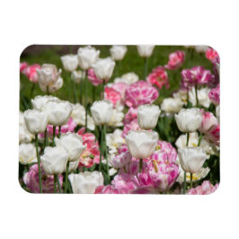 Imán Tulipanes blancos y rosas brillantes en un día sol