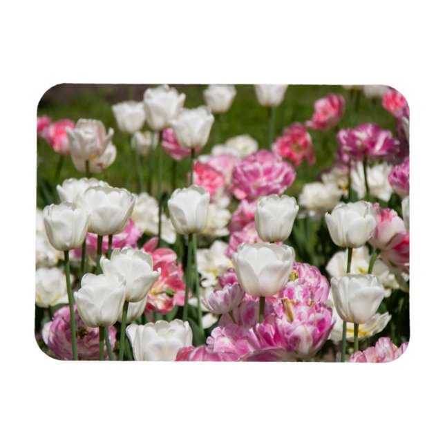 Imán Tulipanes blancos y rosas brillantes en un día sol (Horizontal)