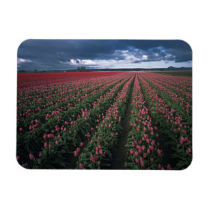 Imán Tulipanes brillantes rosados y rojos brillan bajo