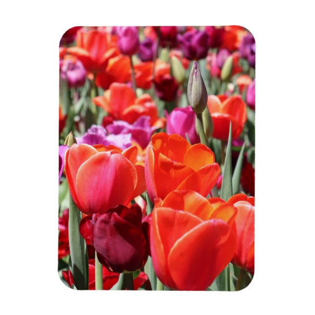 Imán Tulipanes cálidos de caída (Vertical)