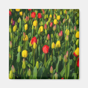 Imán Tulipanes coloridos
