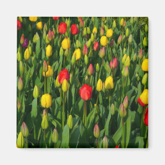 Imán Tulipanes coloridos