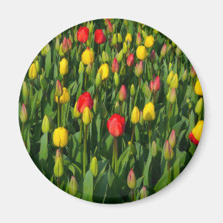 Imán Tulipanes coloridos