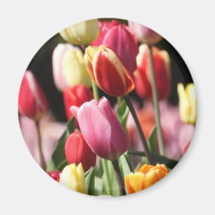 Imán Tulipanes coloridos de la primavera