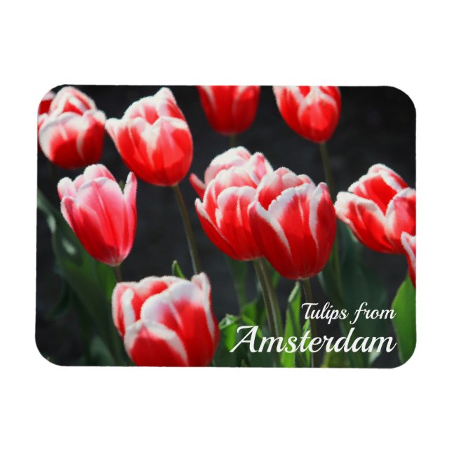Imán Tulipanes de Amsterdam (Horizontal)