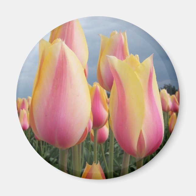 Imán Tulipanes de belleza ruborizados (Frente)