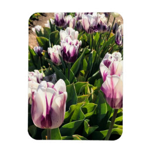 Imán Tulipanes de franja blanca y púrpura