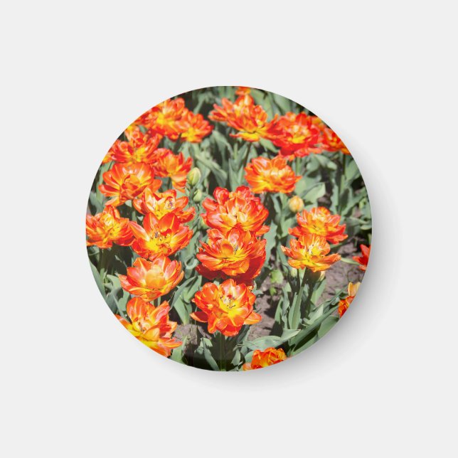 Imán Tulipanes de jengibre rojo brillante (Frente)