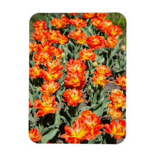 Imán Tulipanes de jengibre rojo brillante