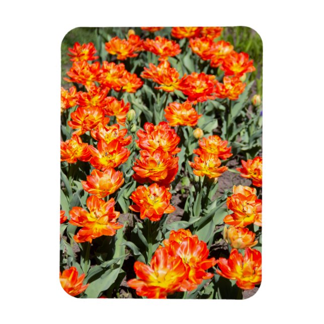 Imán Tulipanes de jengibre rojo brillante (Vertical)