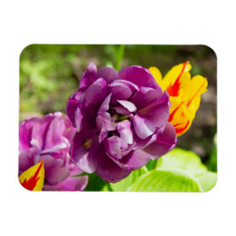 Imán Tulipanes de Lilac en un día soleado