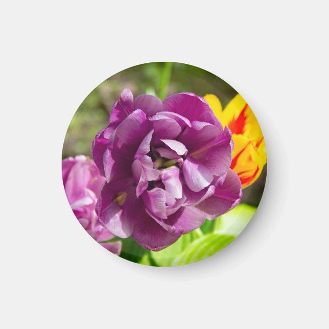 Imán Tulipanes de Lilac en un día soleado (Frente)