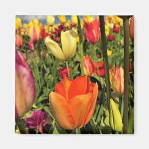Imán Tulipanes de primavera coloridos